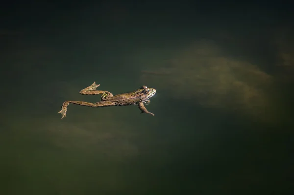 Žába na břehu řeky — Stock fotografie