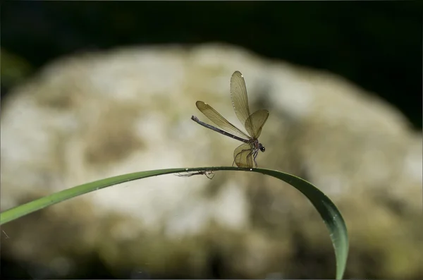 Dragonfly odihnindu-se pe o frunză de iarbă — Fotografie, imagine de stoc