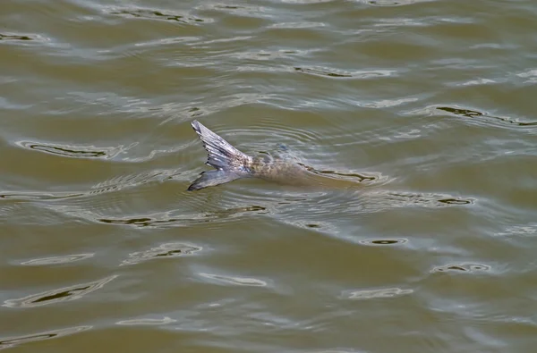 Плаваючою мертвої риби — стокове фото