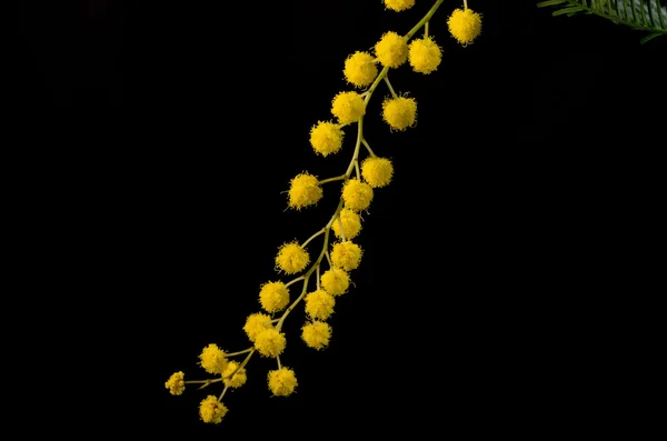 Mimosa Acacia Dealbata — Fotografia de Stock