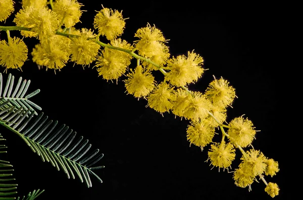 Mimosa Acacia Dealbata — Fotografie, imagine de stoc