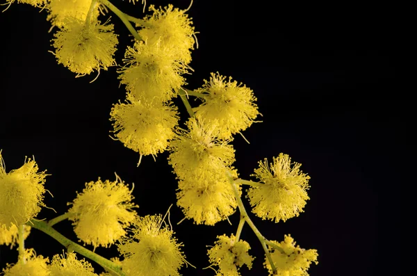 Mimosa Acacia Dealbata — Fotografie, imagine de stoc