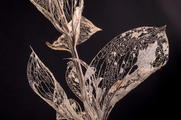 Şube ile öldürdüklerinin yapraklar