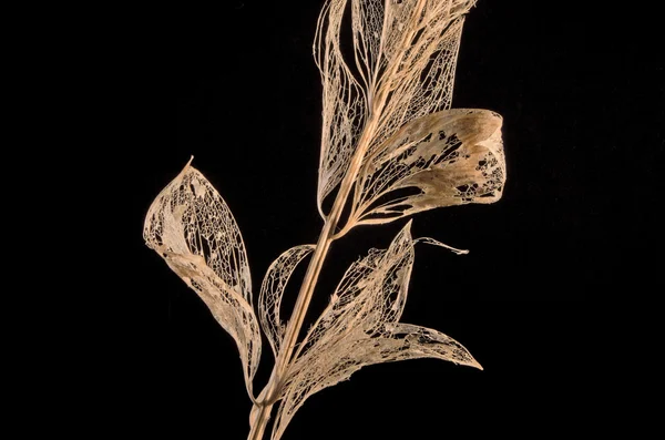Branche avec feuilles mortes — Photo