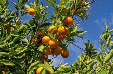 Meyveli portakal ağacı