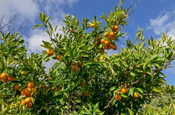 Naranjo con frutas — Foto de Stock