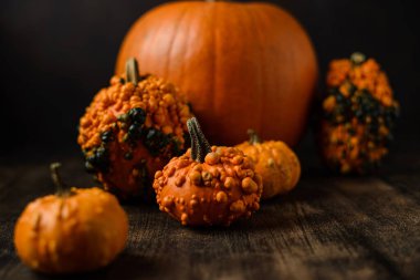 Karanlık bir arka planda balkabakları. Yüksek kalite fotoğraf