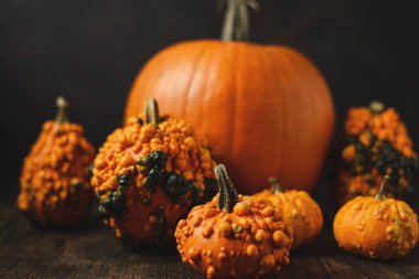 Karanlık bir arka planda balkabakları. Yüksek kalite fotoğraf