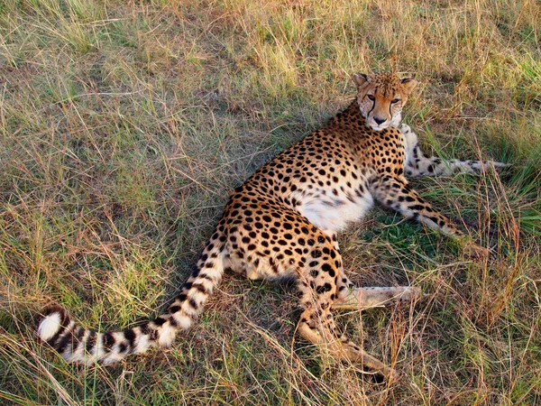 Cheetah lying in the grass — Stock Photo, Image