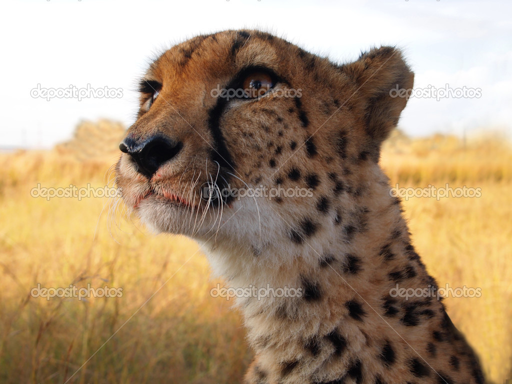 Cheetah after the hunt