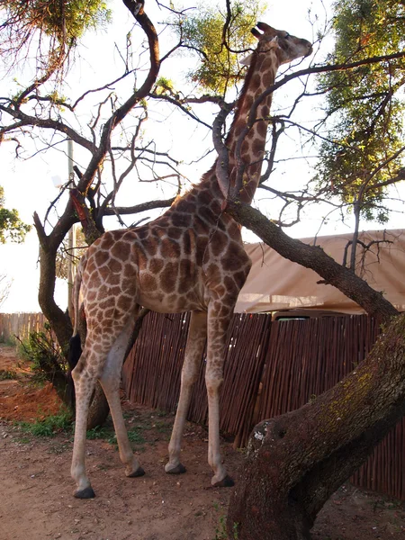 Giraffe eating tree leaves and branches. — Stock Photo, Image