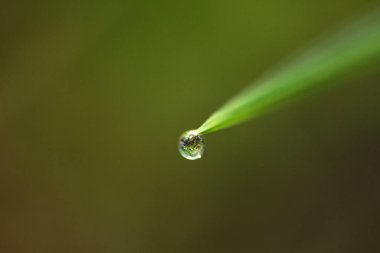  bir damla yağmur çimenlerin üzerinde.