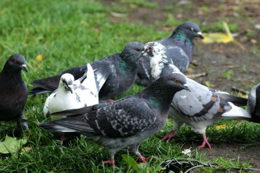 Parkta bir güvercin sürüsü.