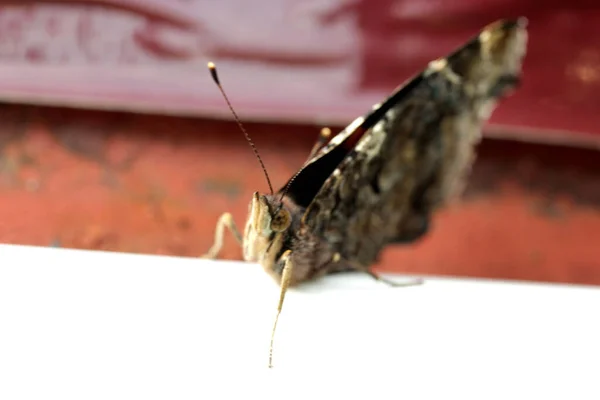 Schmetterling Mit Großen Flügeln Großaufnahme — Stockfoto