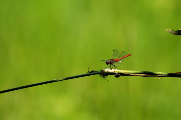 Een Rode Libel Zit Een Tak — Stockfoto