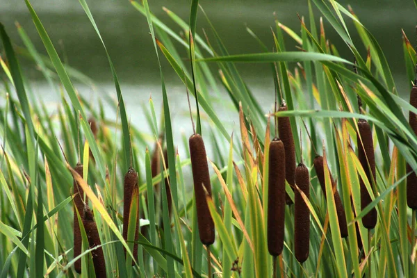 湖畔の葦の茂み — ストック写真