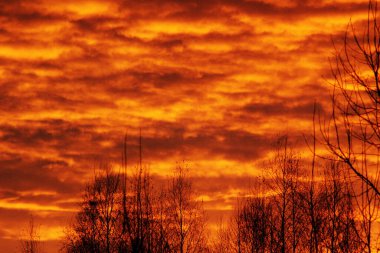 Orman üzerinde ateşli gün batımı.