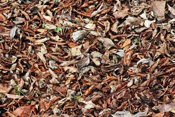 Tapijt Van Droge Herfstbladeren — Stockfoto