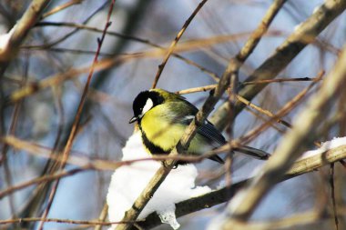 Bir dalda bir kuş oturuyor