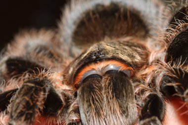 Tarantula