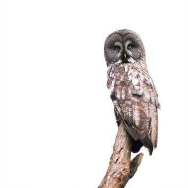 Gray owl clipart