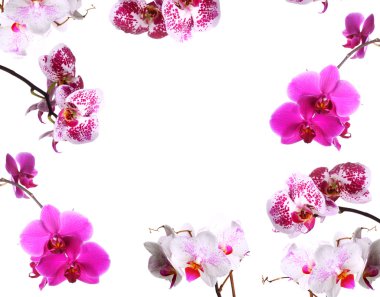Orkide çerçeve