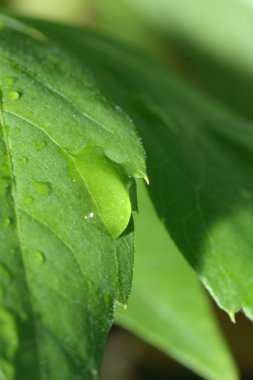 Waterdrops ile yaprak
