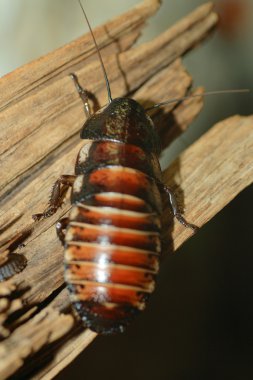 Hamamböceği