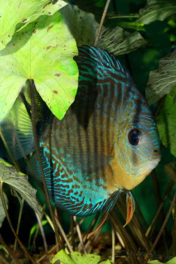 Discus balığı