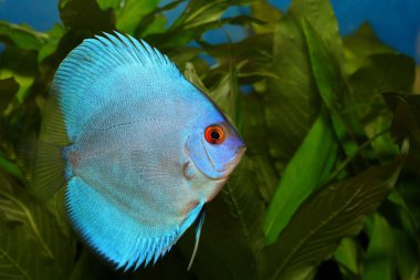 Discus