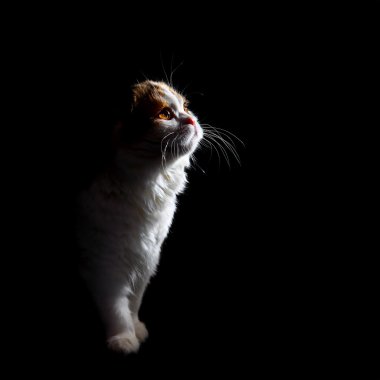 yavru kedi profili