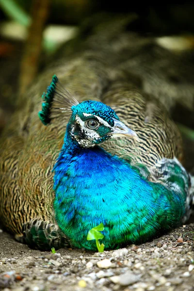 Pfau — Stockfoto