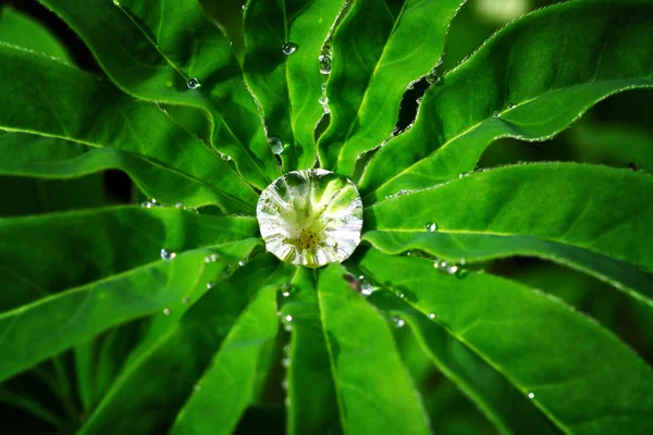 Gotas de orvalho em uma folha verde — Fotografia de Stock