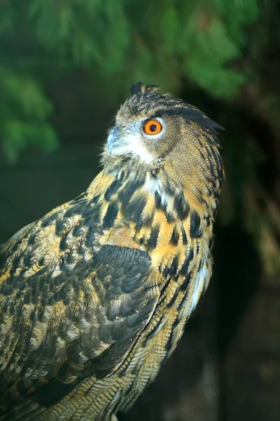 Búho águila — Foto de Stock