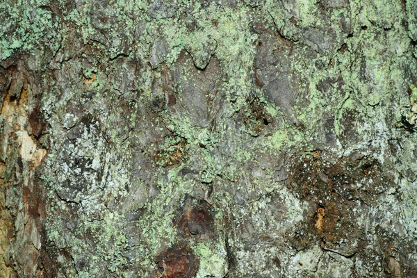 Bark texture — Stock Photo, Image