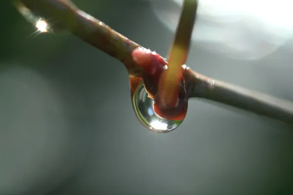 Vattendroppe på kvist — Stockfoto