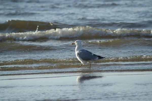 Möwe — Stockfoto