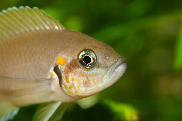 Testa di pesce — Foto Stock