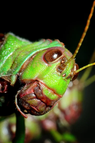 Grasshopper — Stock Photo, Image