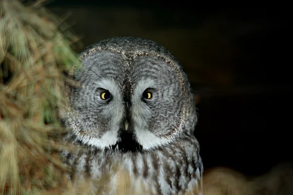 Gray owl — Stock Photo, Image