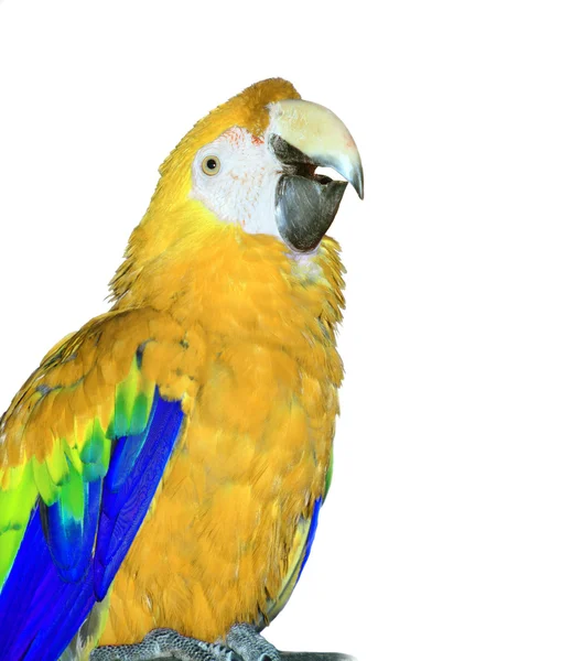 Parrot — Stock Photo, Image