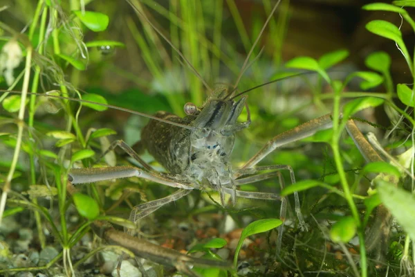 Freshwater shrimp — Stock Photo, Image