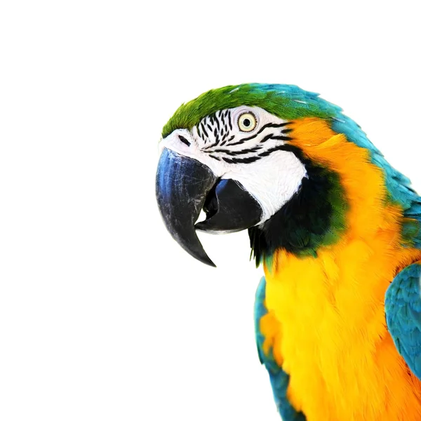 Papagei — Stockfoto