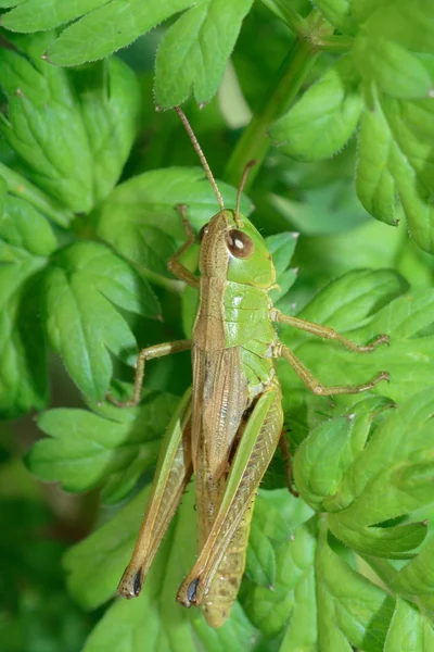 Saltamontes —  Fotos de Stock