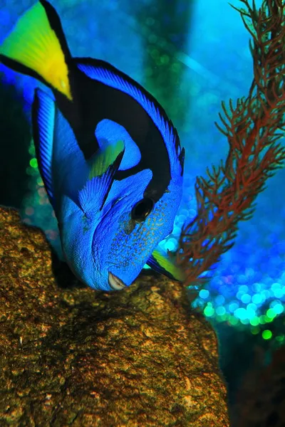 Regal tang — Stock Photo, Image