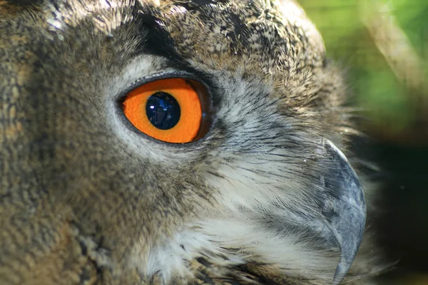 Oko sowy — Zdjęcie stockowe