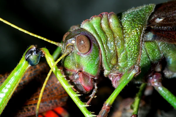 Grasshopper — Stock Photo, Image