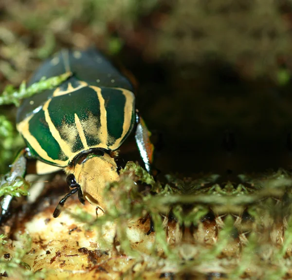 Goliath kever — Stockfoto