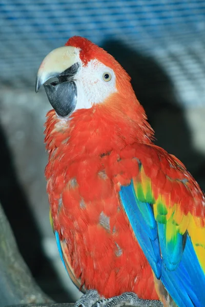 Parrot — Stock Photo, Image