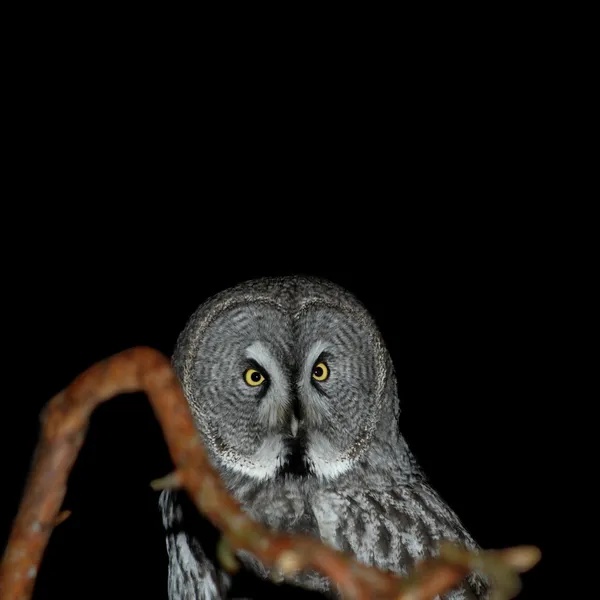 Grijze uil — Stockfoto